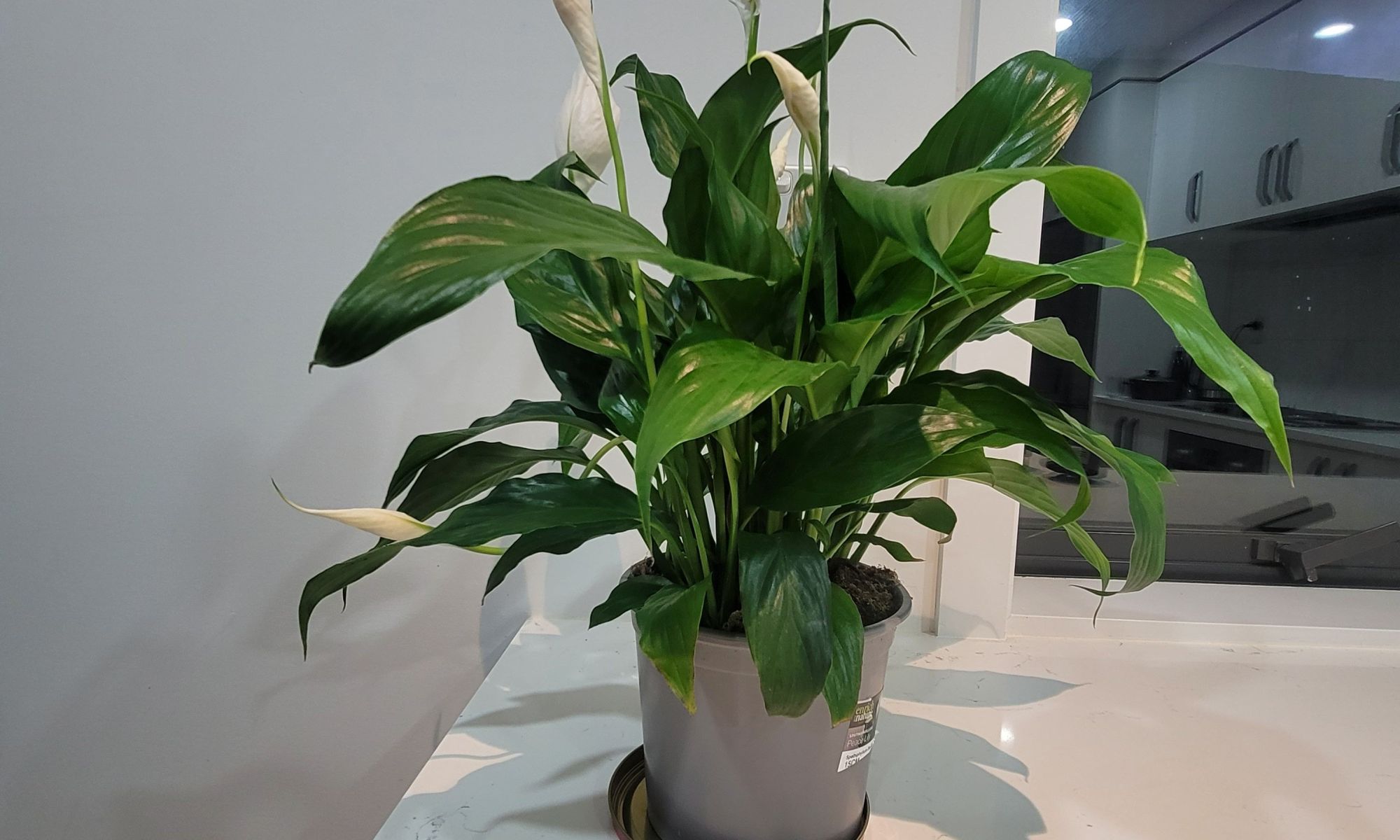 Peace Lilly, air purifier, calmness, blog, personal blog, writing,