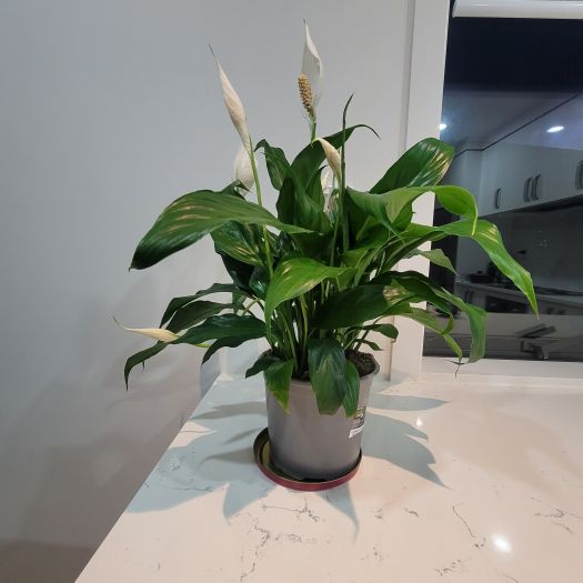 The Peace Lily: A Gift That Keeps on&nbsp;Giving