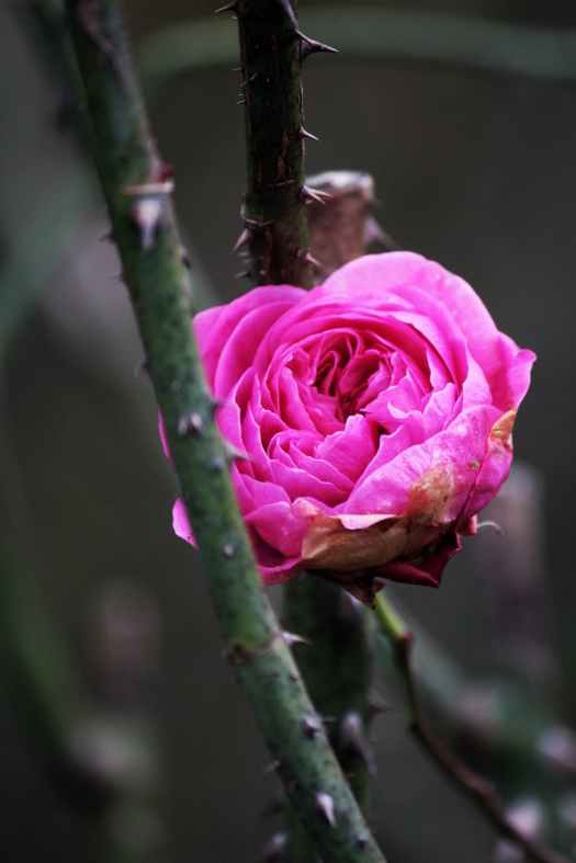 The Beauty of a Rose Lies Not Just in Its Petals, But in the Strength of Its&nbsp;Thorns